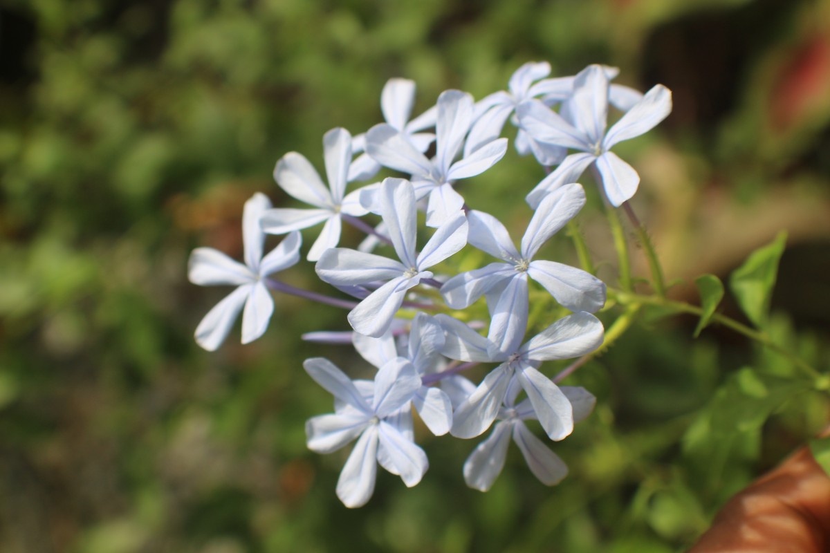 Plumbago